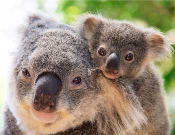 Born to be Wild: Australian Wild Babies on Stamps! - Blog | Mintage World
